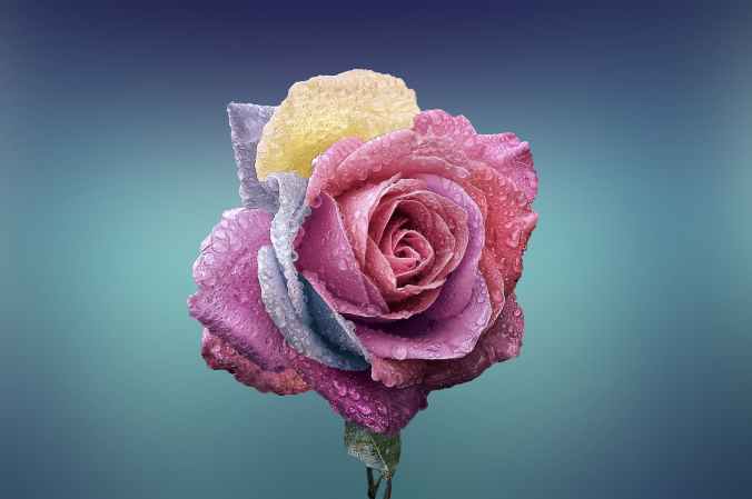 plant flower macro rose